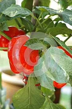 Red Chili Bell Pepper Plant