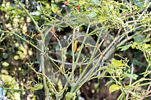 Red chili (capsicum annum fasciculatum)