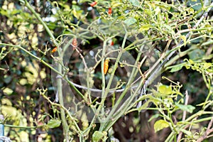 Red chili (capsicum annum fasciculatum) photo