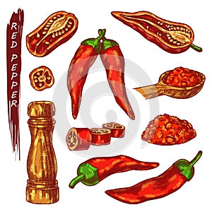 Red chili or cayenne pepper sketch icons
