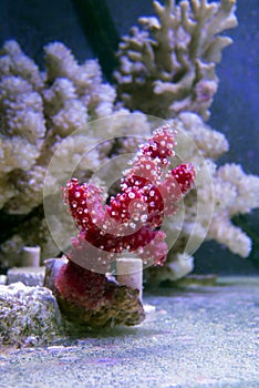 Red Chili Coral - Alcyonium palmatus
