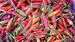 RED CHILI JAPLAK FROM INDONESIA