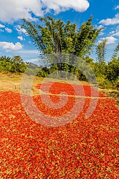 Red chili Kalaw Shan state Myanmar