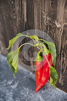 Red chili with leaves close up and copy space. Ugly chili pepper