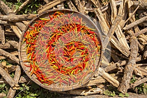 Red chili near Luang Prabang in Laos