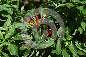 Red chili pepper cultivation.