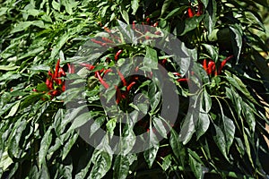 Red chili pepper cultivation.