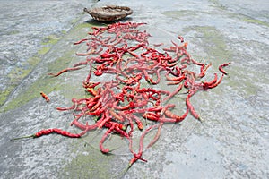 Red chili pepper drying on the ground with a basket in the background