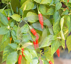 Red Chili pepper in garden
