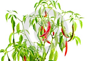 Red chili pepper on plant in white background