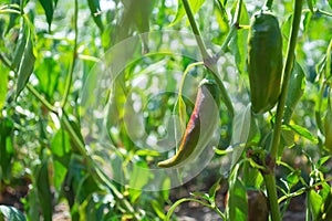 Red chili pepper ripens on the plant