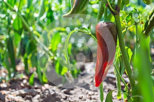 Red chili pepper ripens on the plant