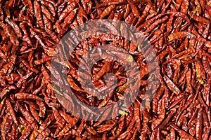 Red Chili Peppers Drying in the Sun