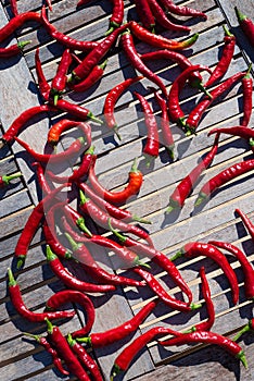 Red chili peppers drying in the sun, Spain