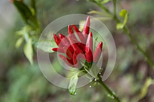 Red Chili peppers on plant