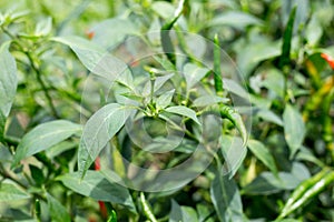 Red chili peppers in a vegetable garden