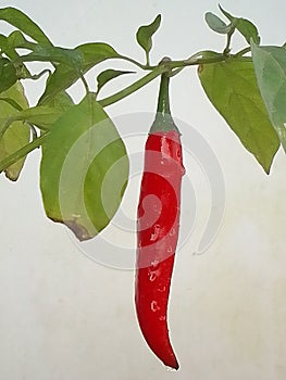 Red Chili Plant