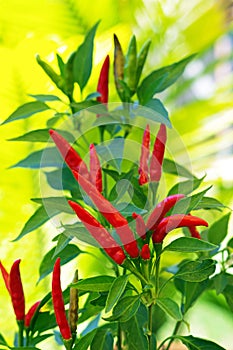 Red chili plant