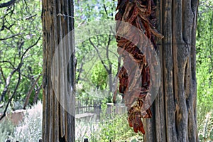 Red Chili Ristra on Saguaro Cactus Ribs