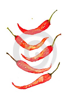 Red chili on white