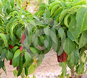 Red chilies being grown in Hatch, New Mexico