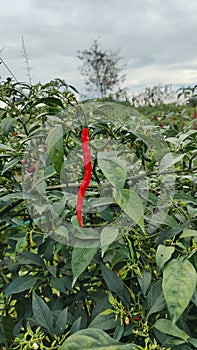 Red chilies in the field (Capsicum annum L.) photo