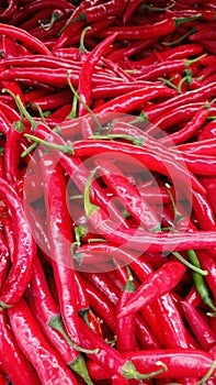 Red chilies harvest from farm