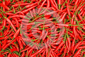 red chilli photo