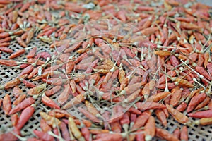 Red chilli Dry on basket for Food preservation