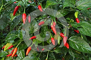 Red chilli fruits ripe on tree.