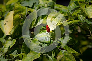 Chilli Padi or Bird\'s Eye Chilli