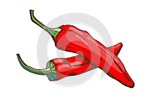 Red chilli pepper food seasoning hand drawn style vegetable ingredient paprika spicy and fresh vegetarian color organic