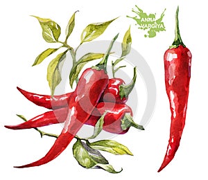 Red chilli pepper. Hand drawing watercolor on white background.