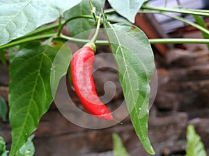 red pepper hanging on the tree