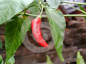 red pepper hanging on the tree