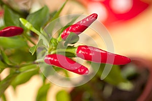 Red chilli pepper plant, very hot