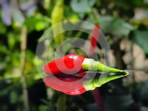 Red Chilli Pepper with Reflection