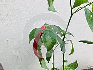 red chilli plant