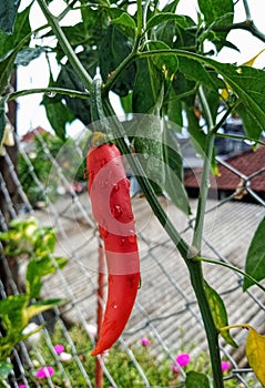 A red chilli plant with ant