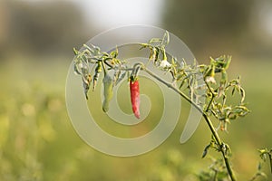Red Chilli plant