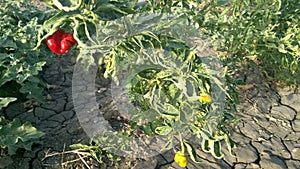 Red Chilli Plant in the Farm