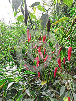 Red chilli plant image collection