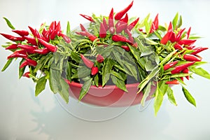 Red chilli plant with lots of fresh chilli  peppers.Hot spice for Asian food.