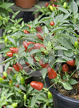Red chilli plant