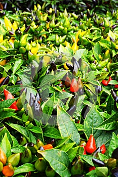 red chilli plants