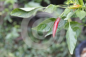 Red chilli trees