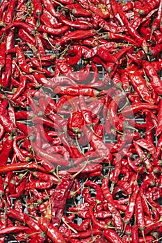 Red Chillies on sale