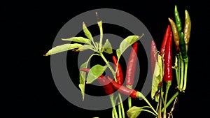 Red chilly peppers ripe for over black background