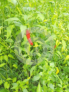 Red chilly plants grow up