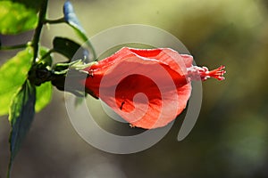 Red Chily Hibiscus